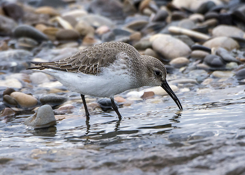 Piovanello pancianera  (Calidris alpina)